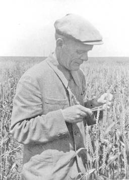 Проф. Л.Н. Делоне на полях пшеницы